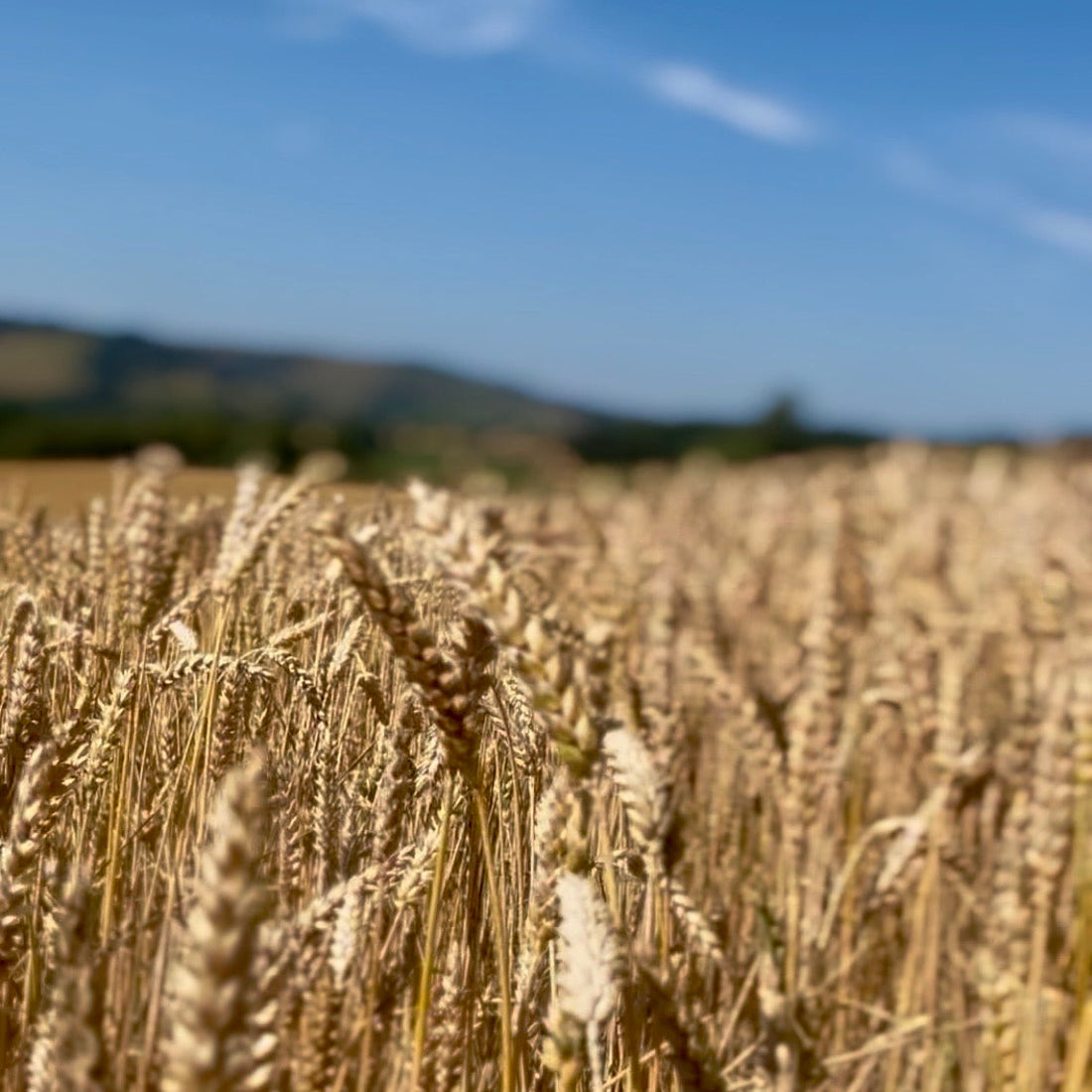 Lammas - As the wheat turns gold