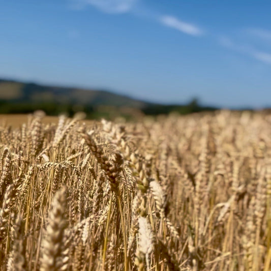 Lammas - As the wheat turns gold