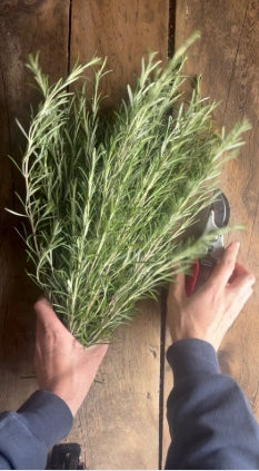 Why Late Summer is the Perfect Time to Harvest Rosemary