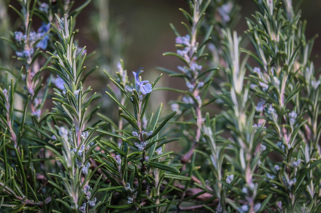 Back in the Garden - and Something New is Growing - Usk Valley Herbs