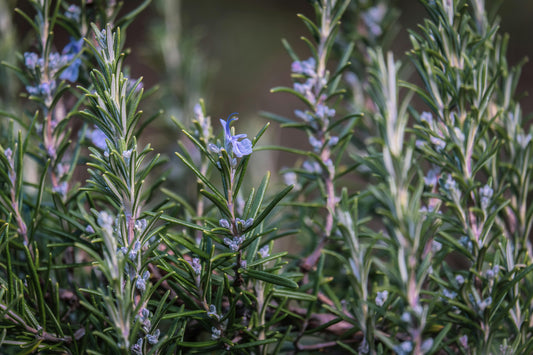 Back in the Garden - and Something New is Growing - Usk Valley Herbs
