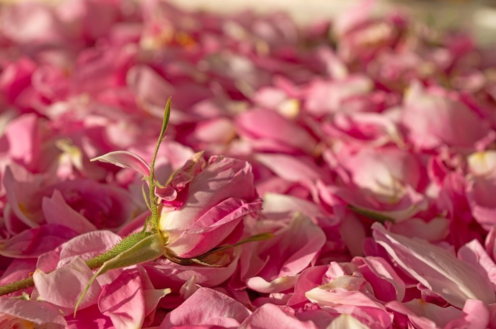 Benefits of Rosewater in Soap: Gentle, Practical Skincare for Real-World Use - Usk Valley Herbs