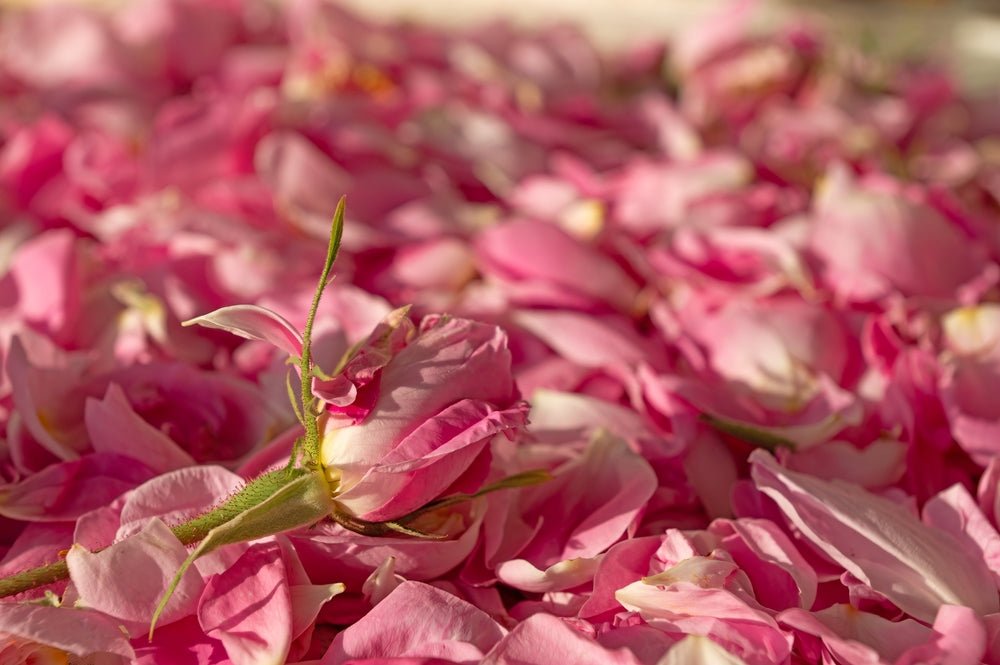 Benefits of Rosewater in Soap: Gentle, Practical Skincare for Real-World Use - Usk Valley Herbs