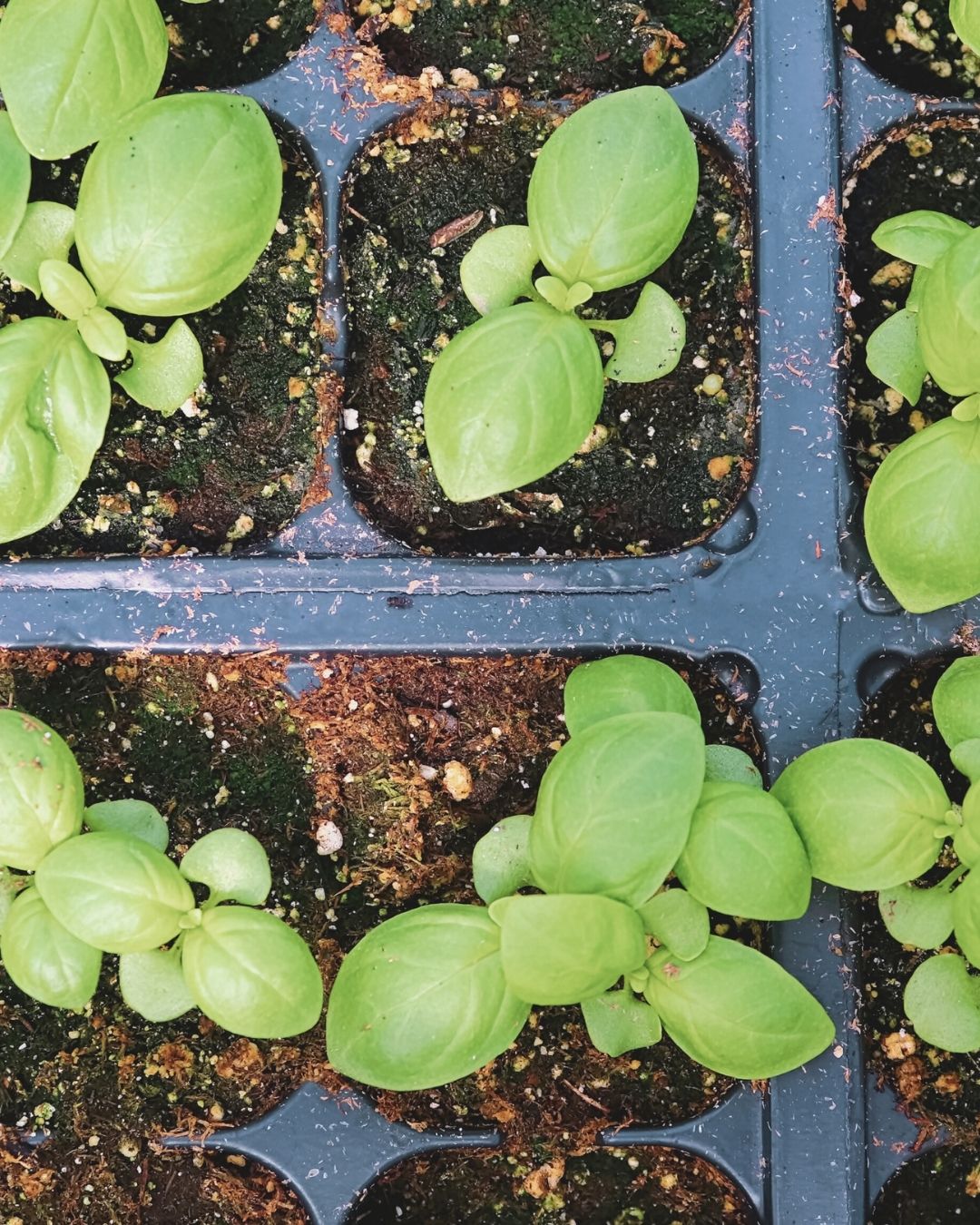 February in the Herb Garden - Jobs to do - Usk Valley Herbs