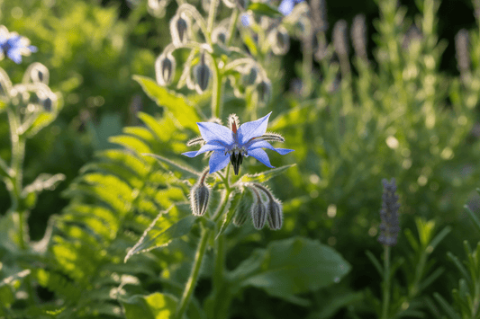 From the Apothecary: Borage - Usk Valley Herbs