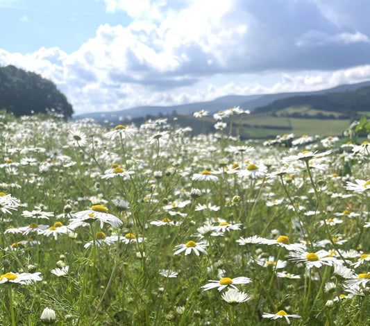 From the Apothecary: Chamomile - Usk Valley Herbs