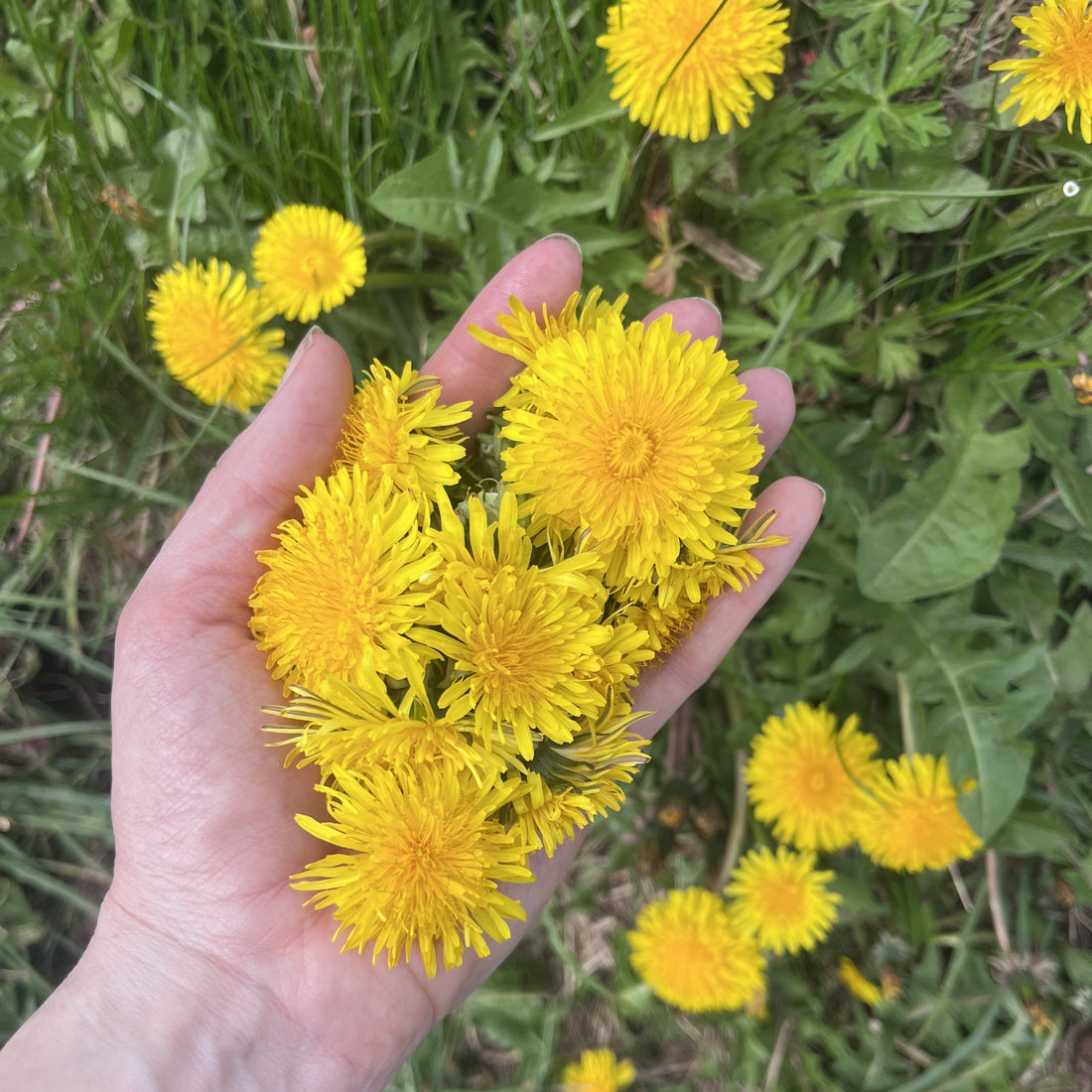 From the Apothecary: Dandelion - Usk Valley Herbs