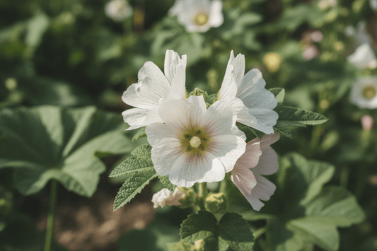 From the Apothecary: Marshmallow - Usk Valley Herbs
