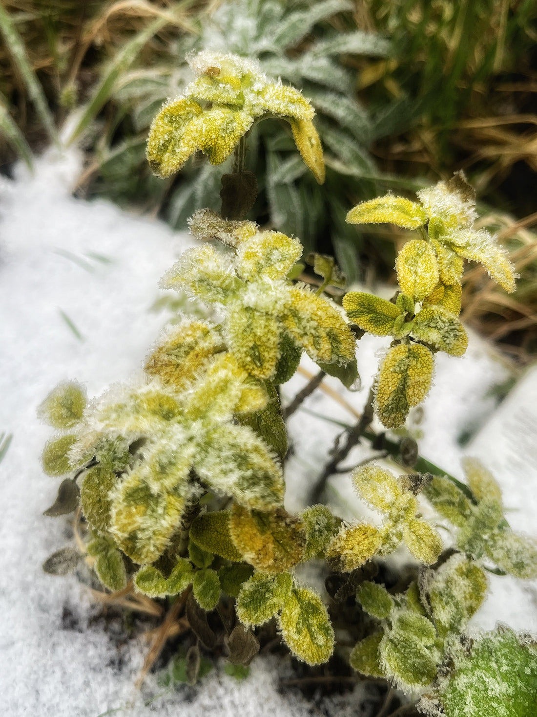 How Winter changes the way we use Herbs - Usk Valley Herbs
