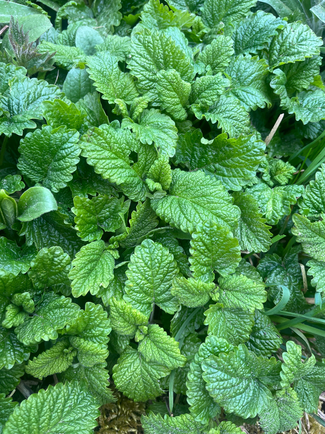 Lemon Balm in April: How to Harvest, Use & Enjoy It - Usk Valley Herbs