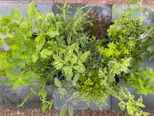 Prebiotics in Soap??? Are you lot bonkers? (No we haven't quite lost the plot yet) - Usk Valley Herbs