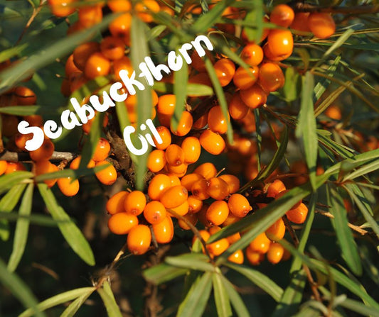 Sea Buckthorn: Nature's Restorative Gold - Usk Valley Herbs