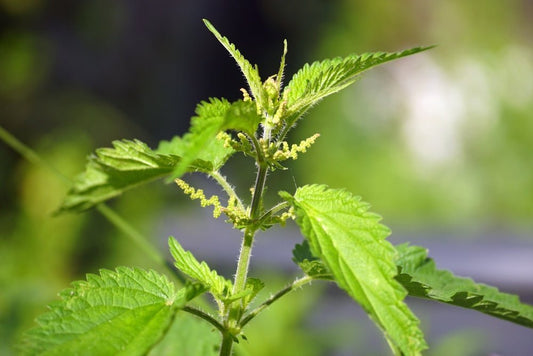 Stinging Nettle: The Weed With a Skincare Secret - Usk Valley Herbs