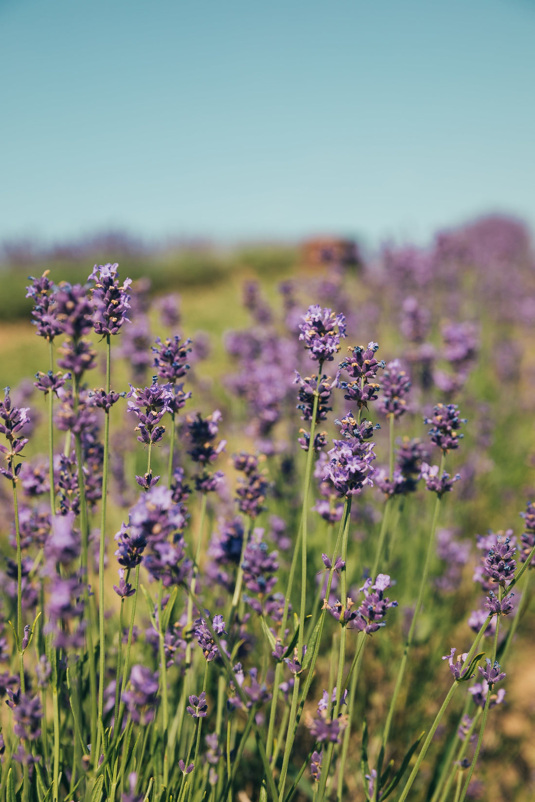 The Calming Power of Lavender: Uses Beyond the Kitchen - Usk Valley Herbs