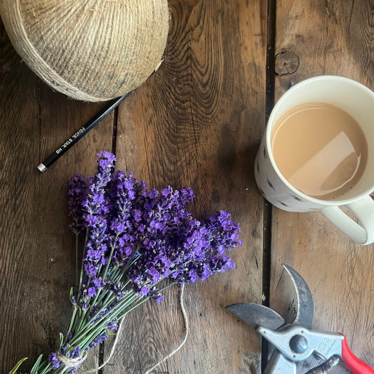 Why July is the Perfect Time to Harvest Lavender - Usk Valley Herbs
