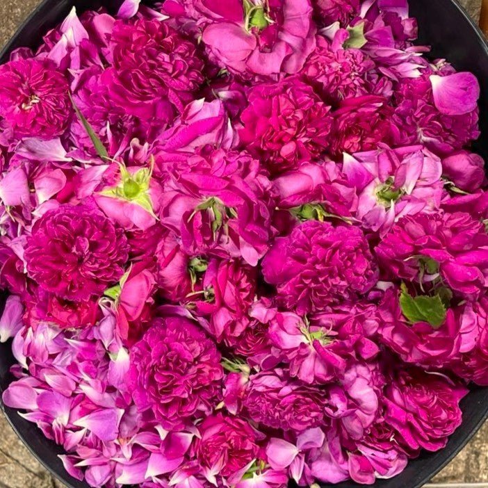 Why Rose has always been valued in Skin Care - Usk Valley Herbs