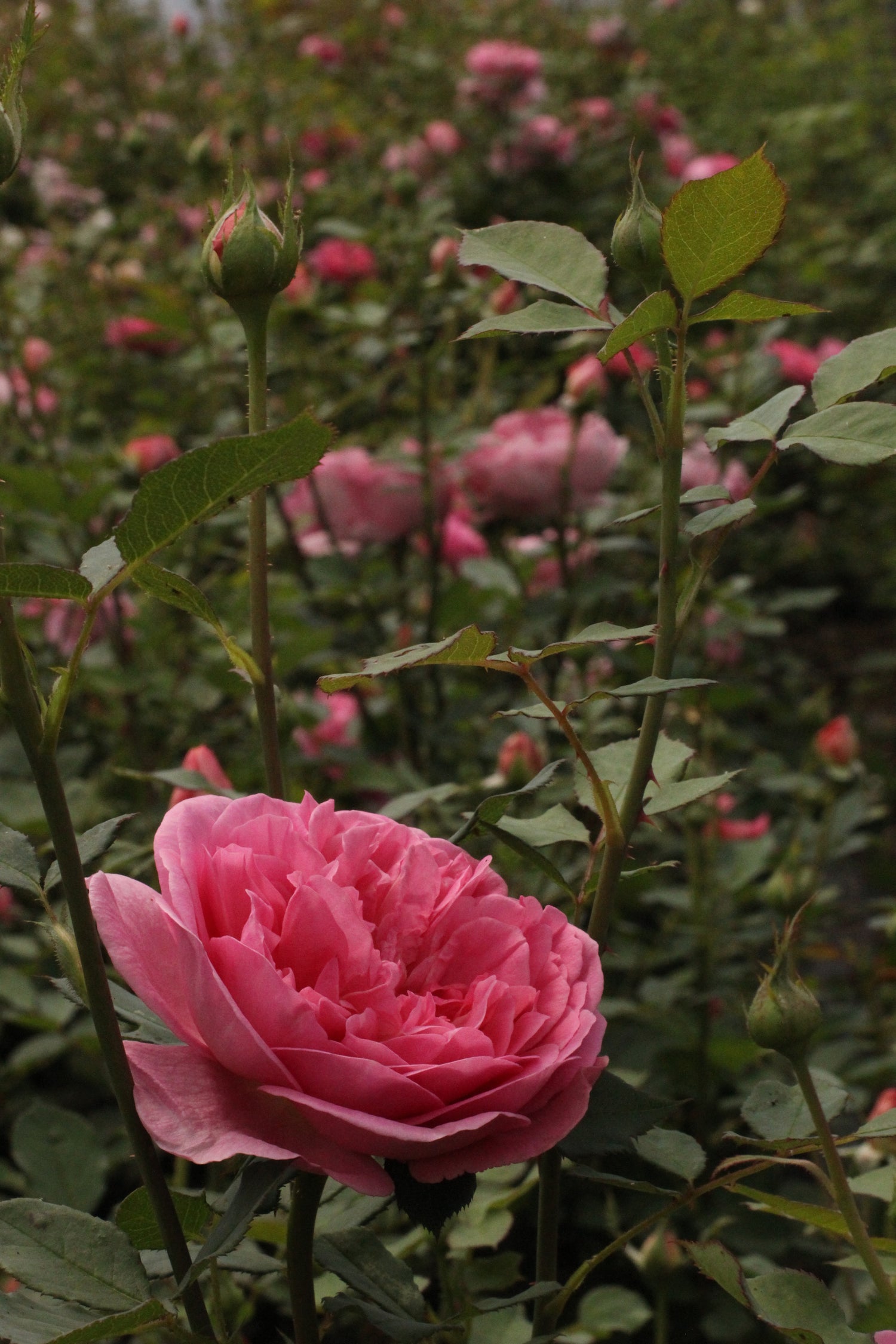 A close-up of a pink rose bloom surrounded by green leaves and buds in a garden setting.