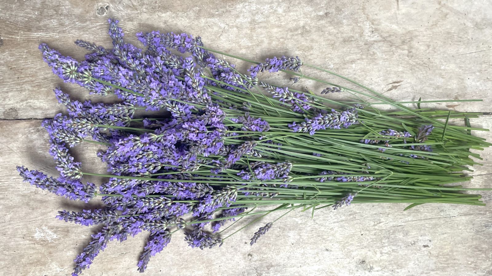 A bunch of freshly picked lavender from fields in the Brecon Beacons